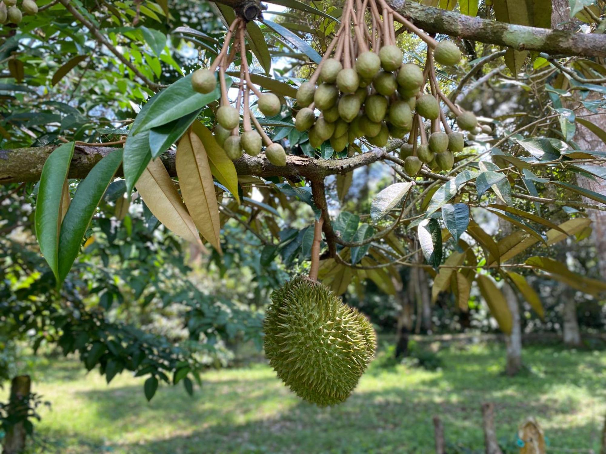 Kebun Puisi Villa Kajang Eksteriør billede
